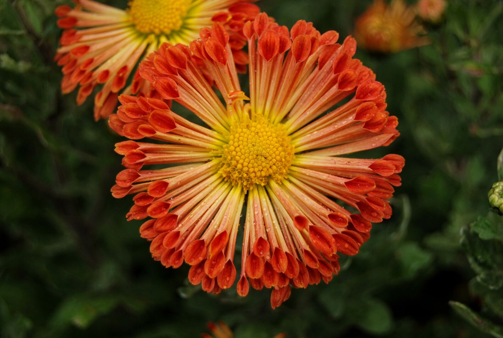 Nikon D60 sample photo. Chrysanthemum, havel, flover photography
