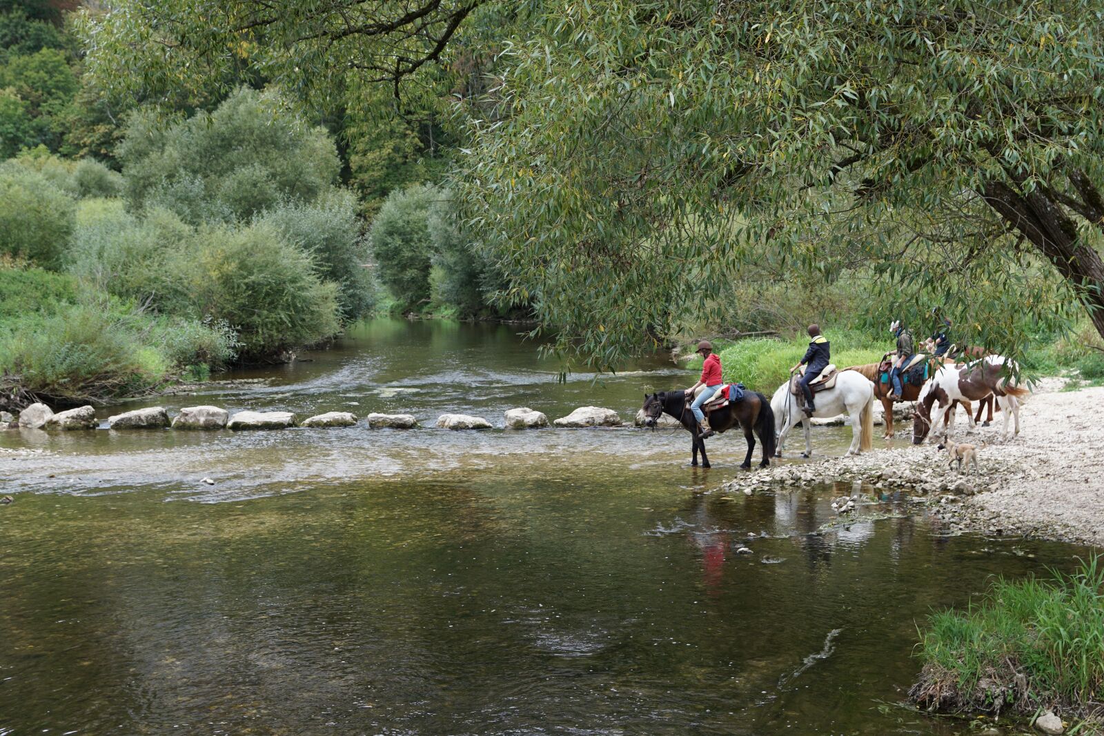 Sony DT 16-50mm F2.8 SSM sample photo. Horses, danube, water photography