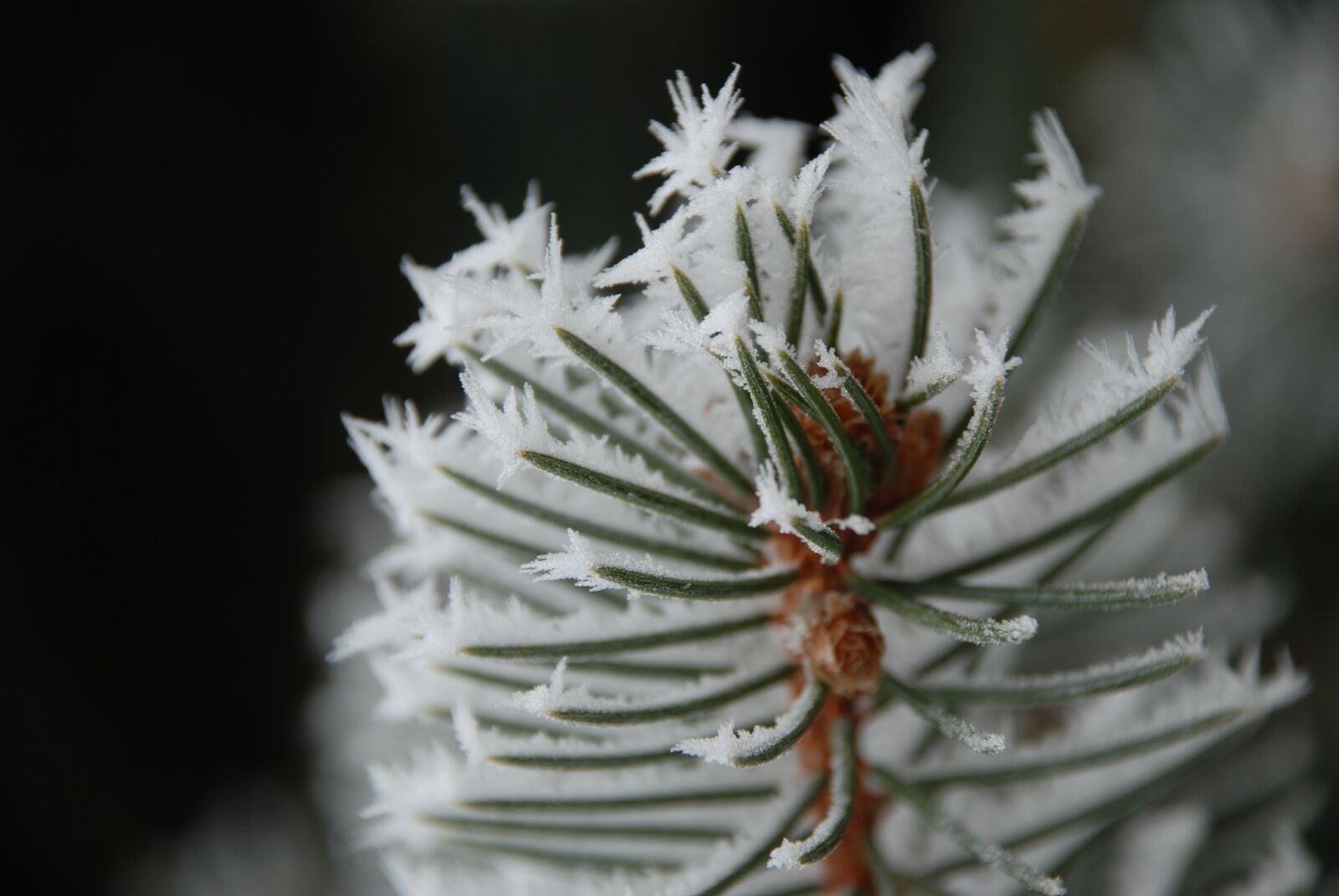 Nikon D80 sample photo. Winter, wood, nature photography