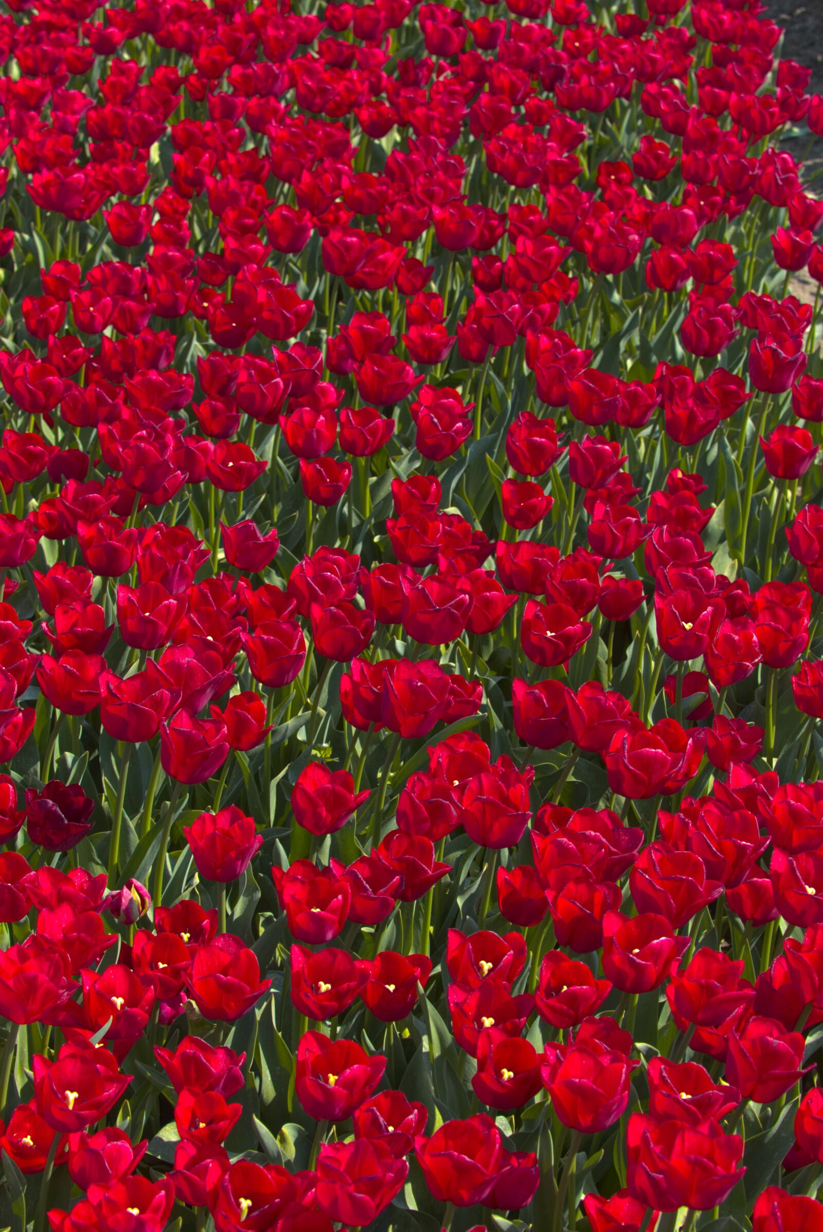 Canon EOS 6D + Canon EF 24-105mm F4L IS USM sample photo. Bulb fields, tulips, bulb photography