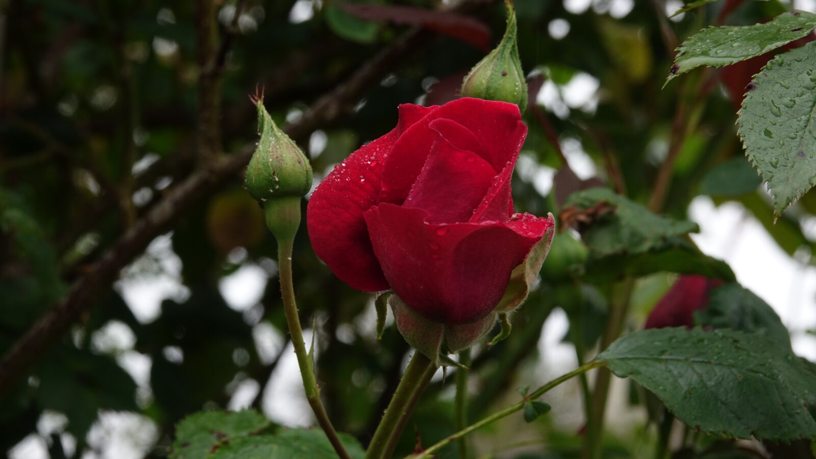 Sony Cyber-shot DSC-RX10 III sample photo. Nature, leaf, plant photography