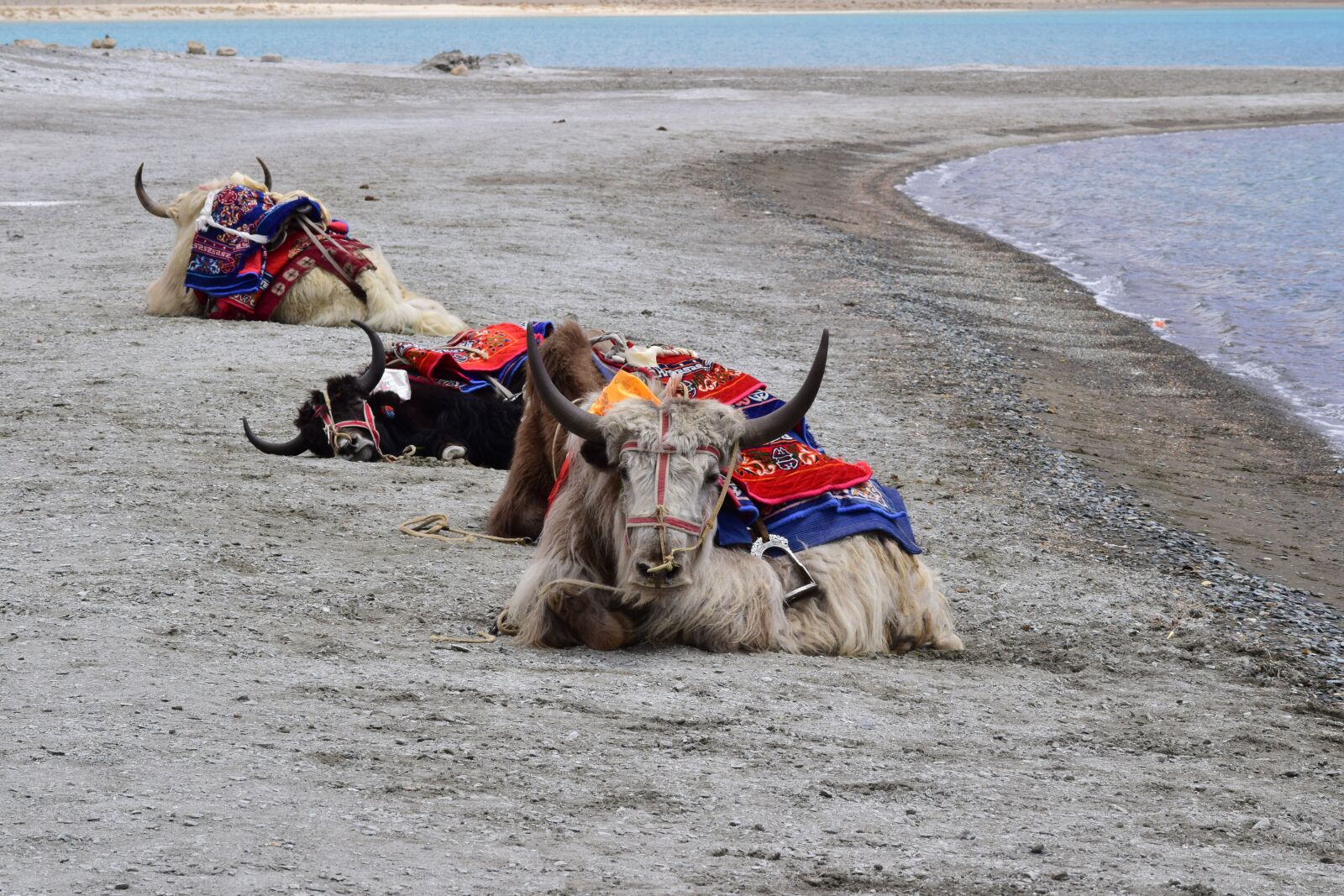 Nikon D5300 sample photo. Yak, pangong lake, pangong photography