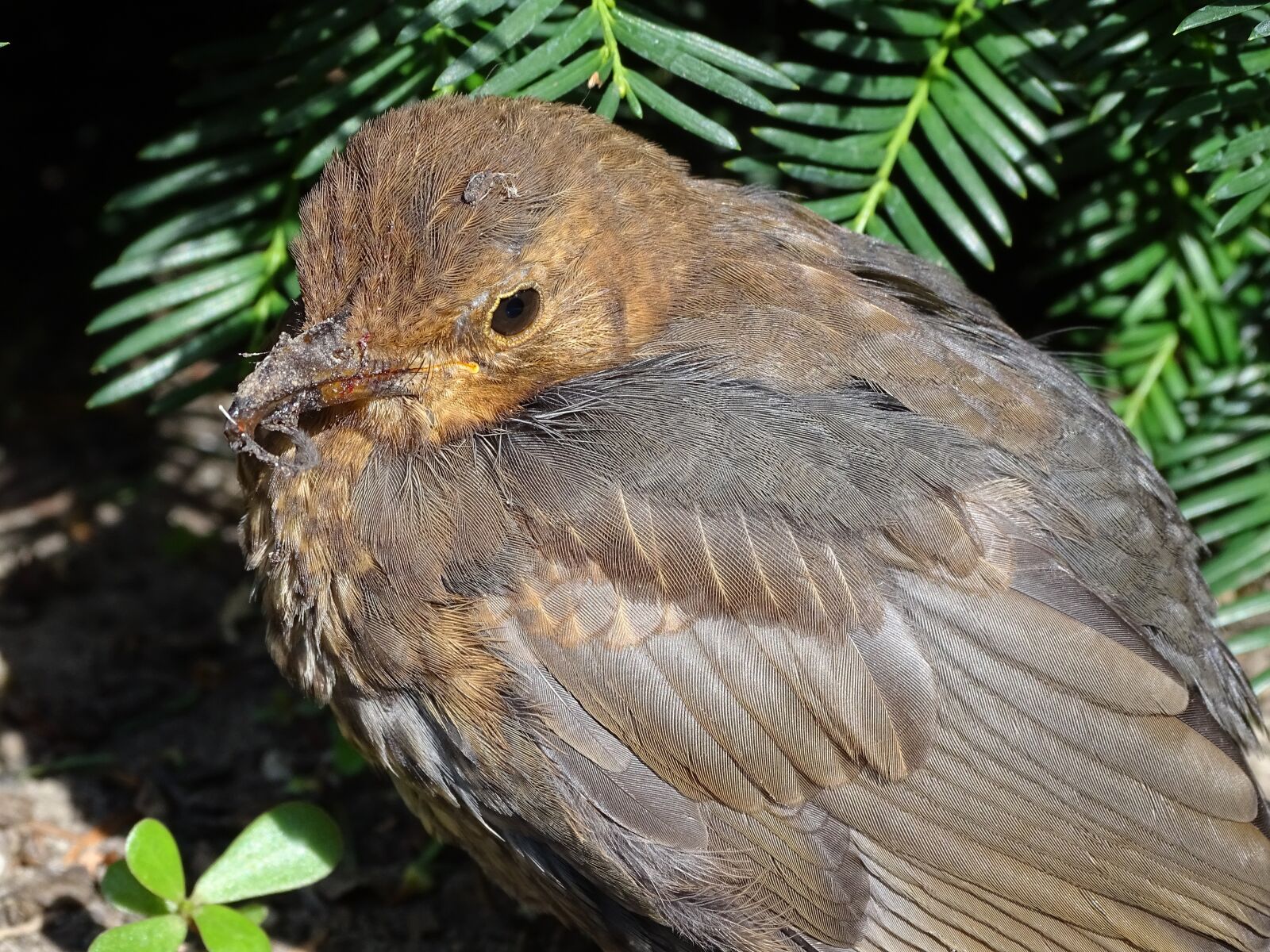 Sony Cyber-shot DSC-HX400V sample photo. Blackbird, songbird, bird photography