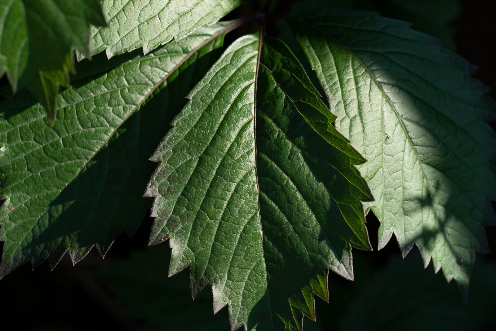 Nikon D750 sample photo. Leaves, green, tree photography
