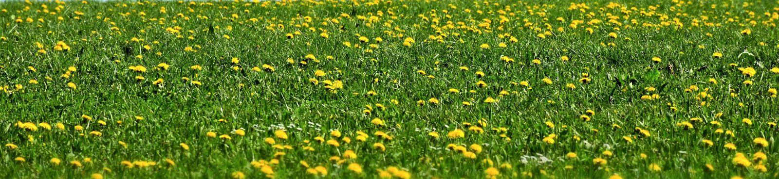 Nikon D7200 sample photo. Meadow, grass, nature photography