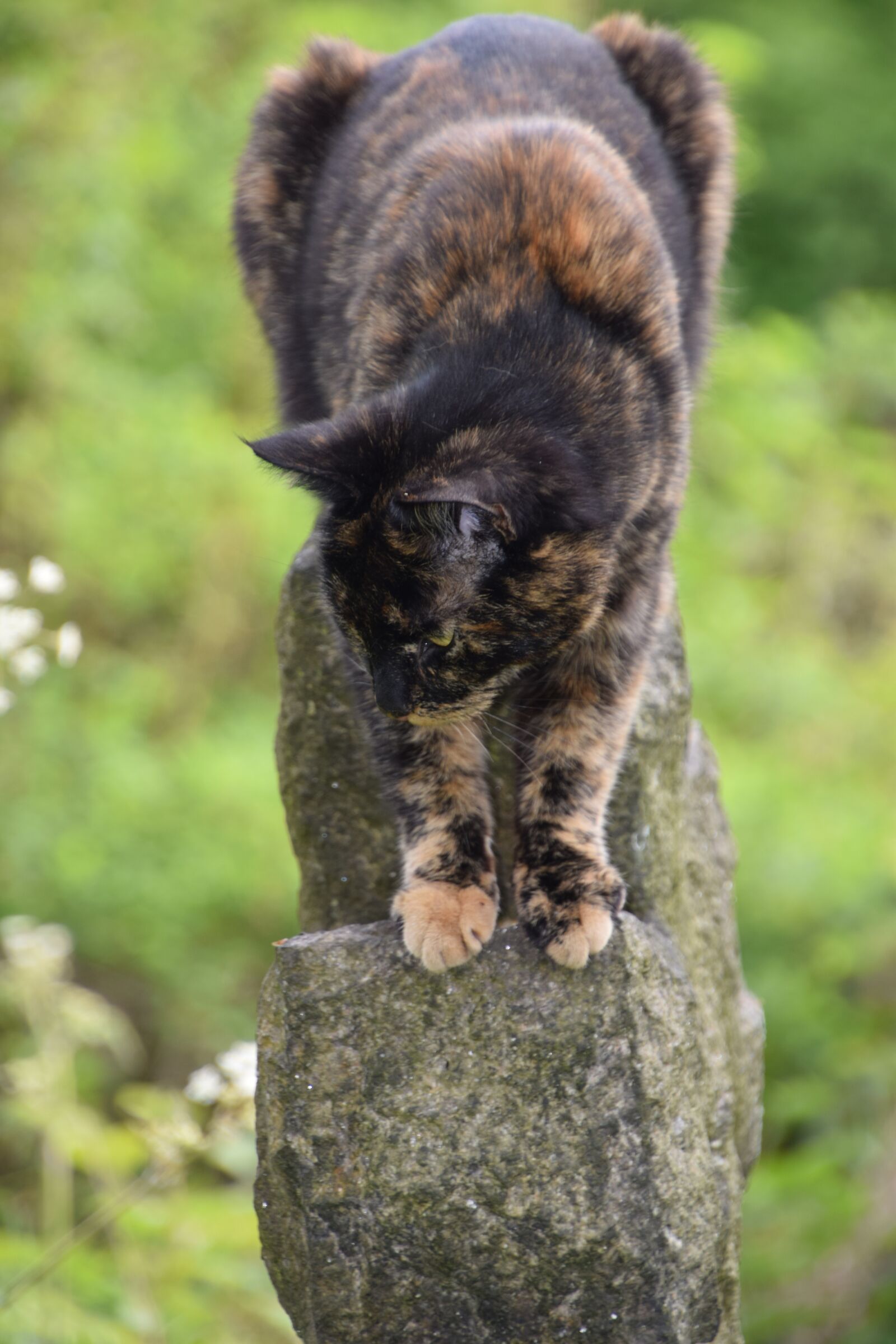 Nikon D3300 sample photo. Tortoiseshell cat, animal, cat photography