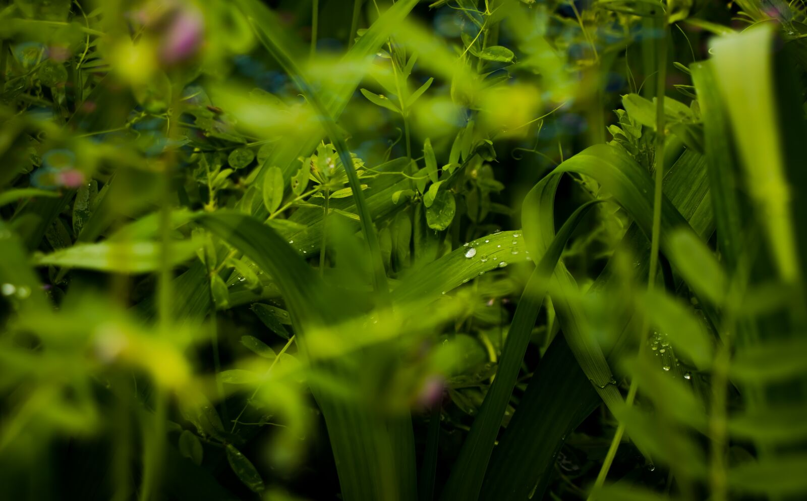 Canon EOS 800D (EOS Rebel T7i / EOS Kiss X9i) sample photo. Leaf, dew, trickle photography