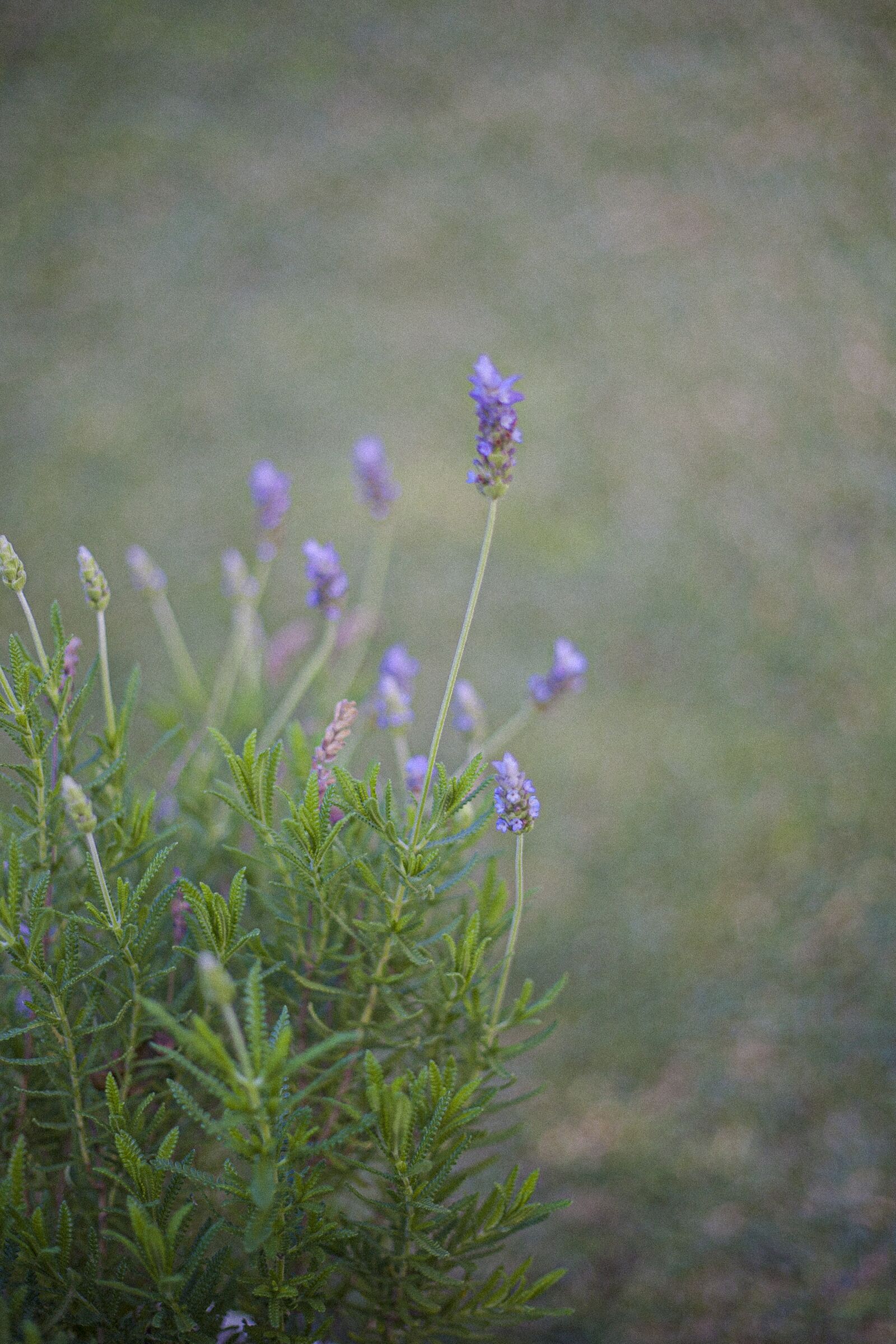 Canon EOS 5D Mark II sample photo. Lavender, nature, wild photography