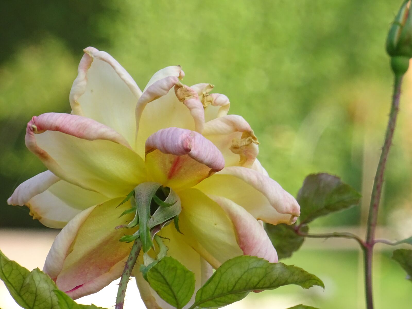 Sony DSC-HX60 sample photo. Rosa, nature, flower photography