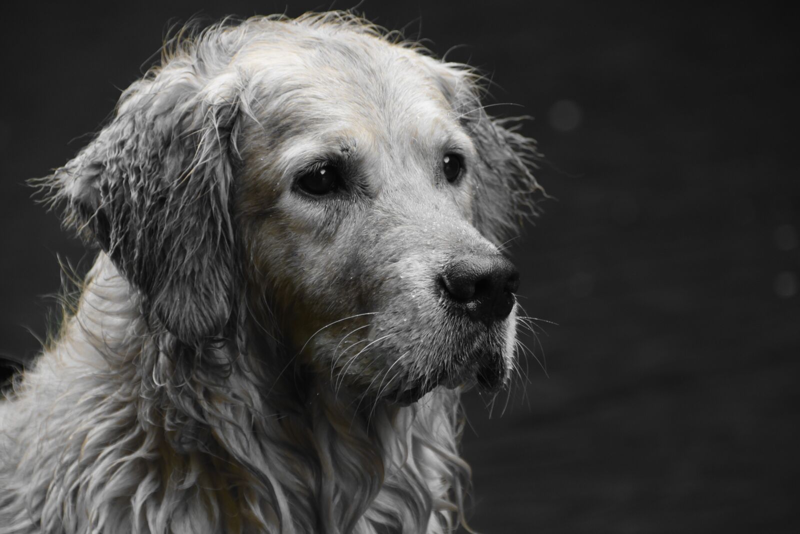 Nikon D5600 sample photo. Golden retriever, goldie, dog photography