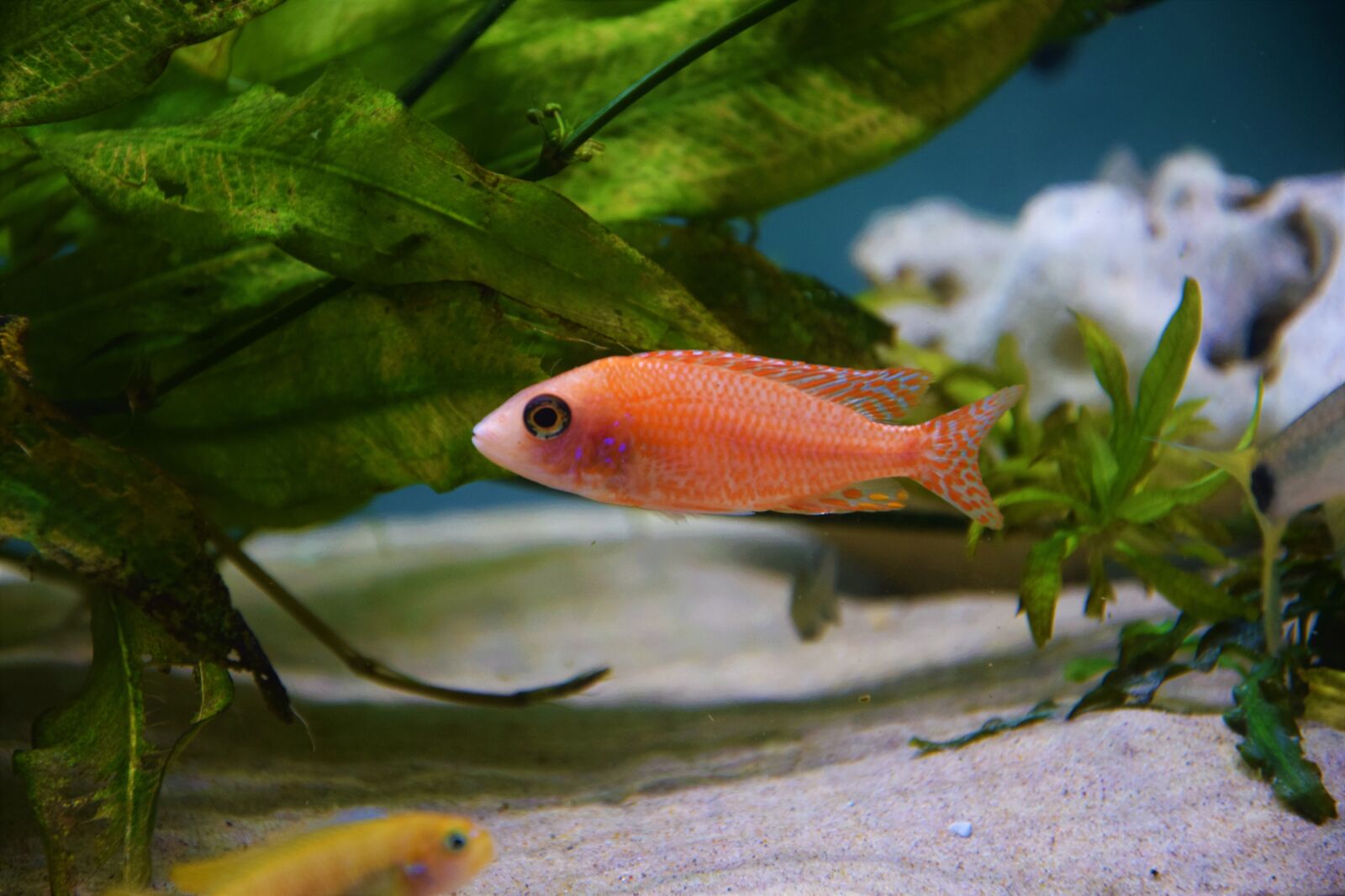 Nikon D5300 sample photo. Firefish, fish, malawi cichlid photography