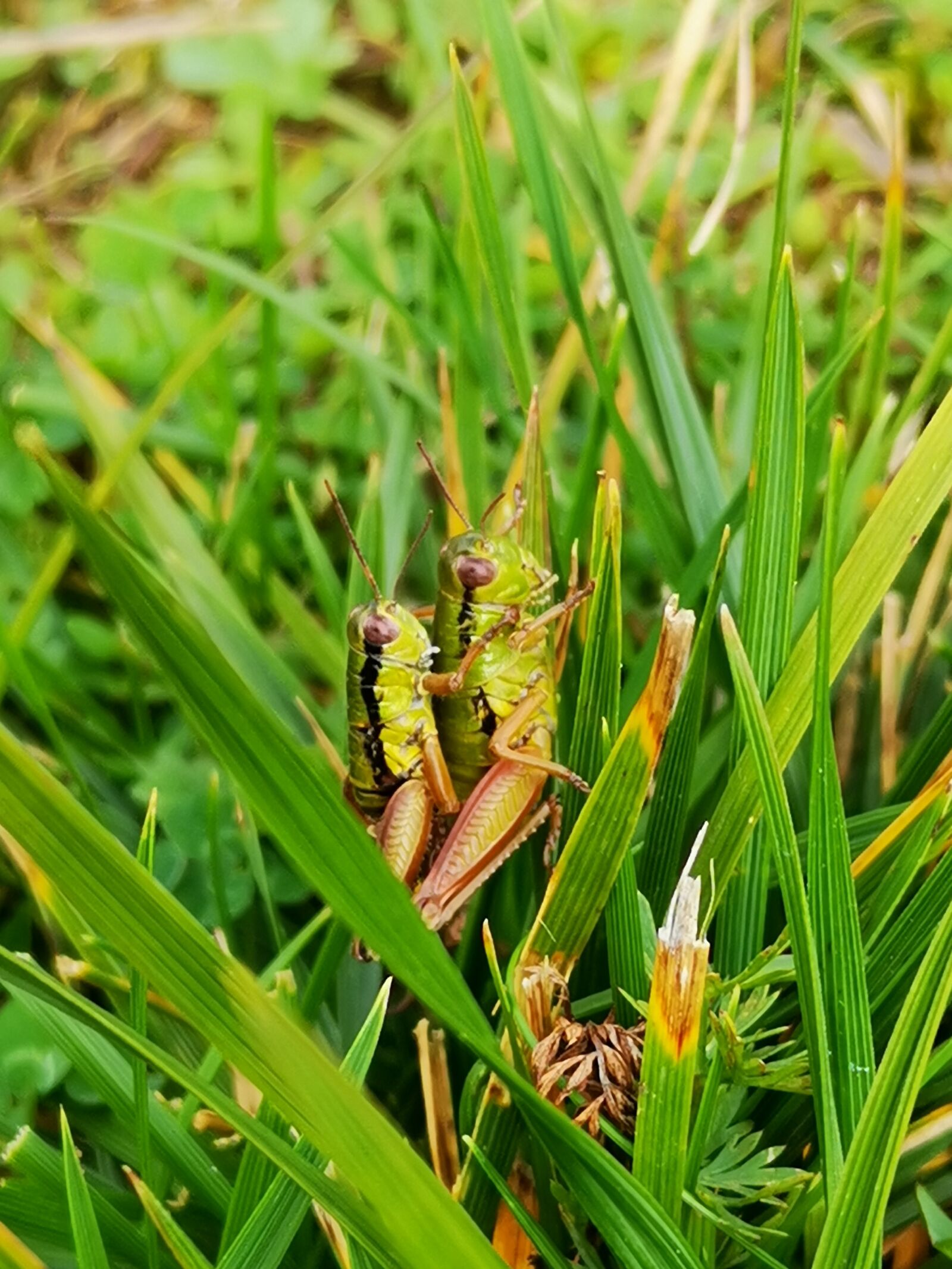 HUAWEI HMA-L29 sample photo. Grasshoppers, nature, green photography