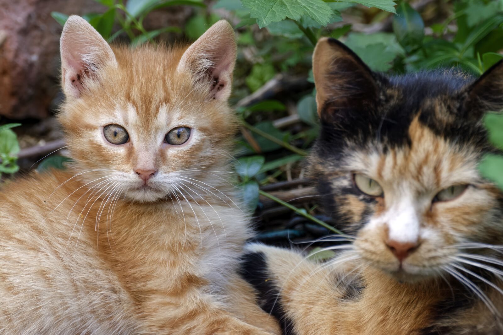 Nikon D5300 sample photo. Cats, animals, feline photography
