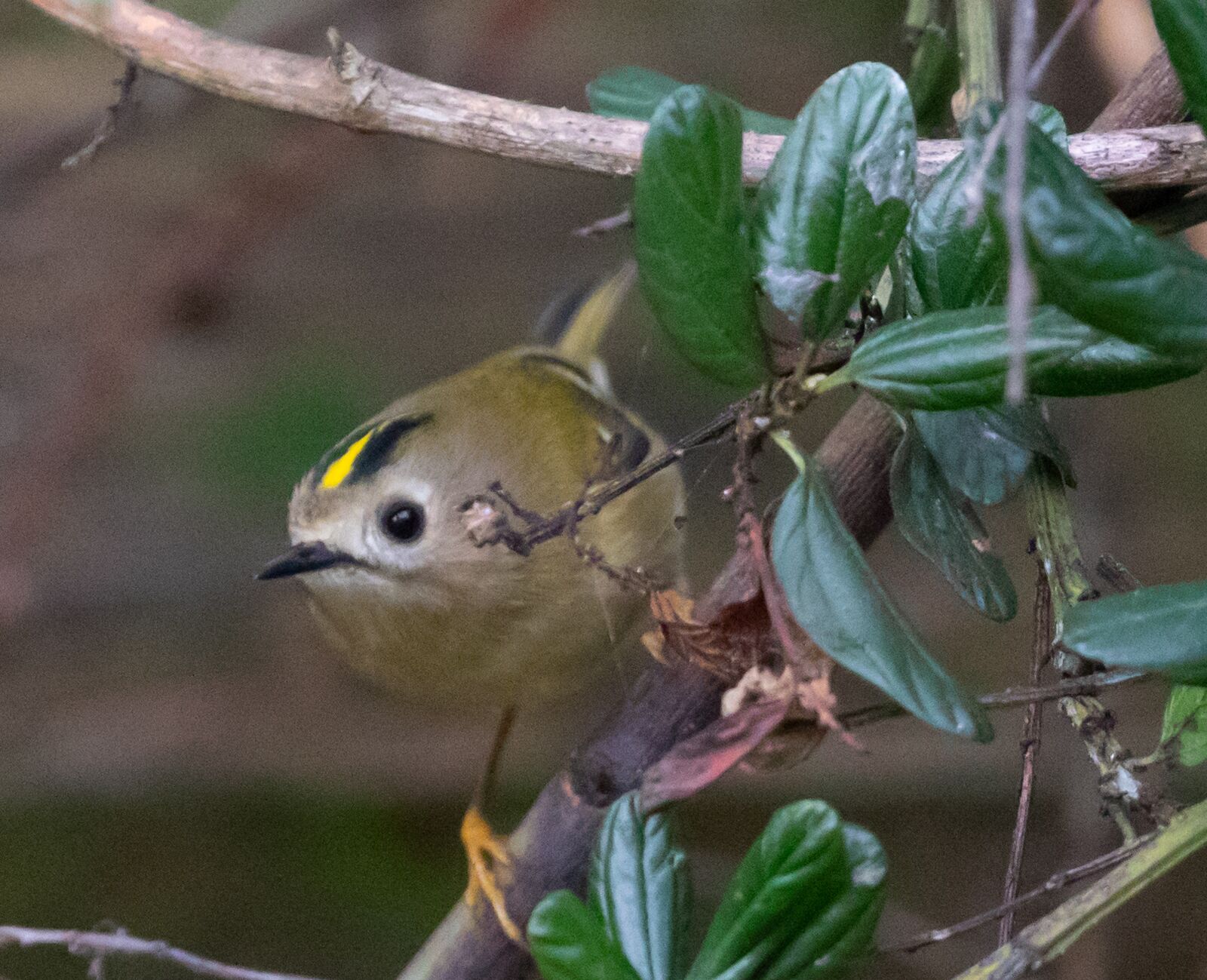 Canon EOS 7D Mark II sample photo. Goldcrest, garden bird, yellow photography