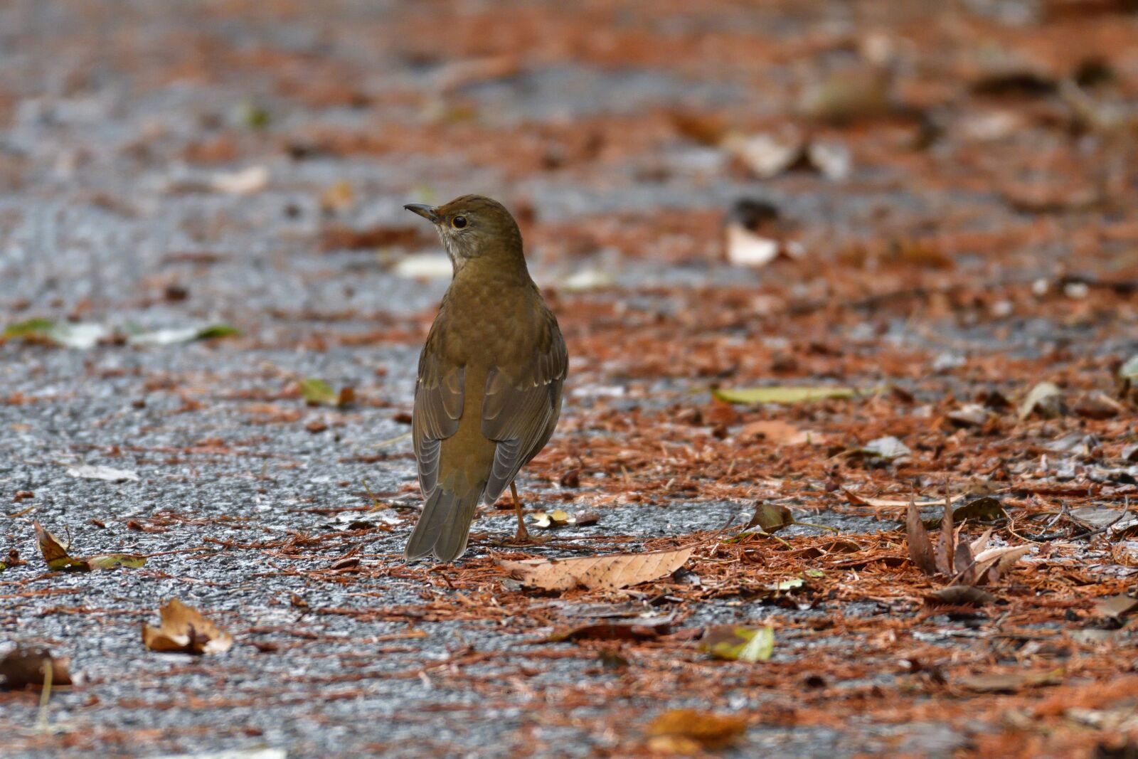 Nikon D500 sample photo. Natural, wild animals, bird photography