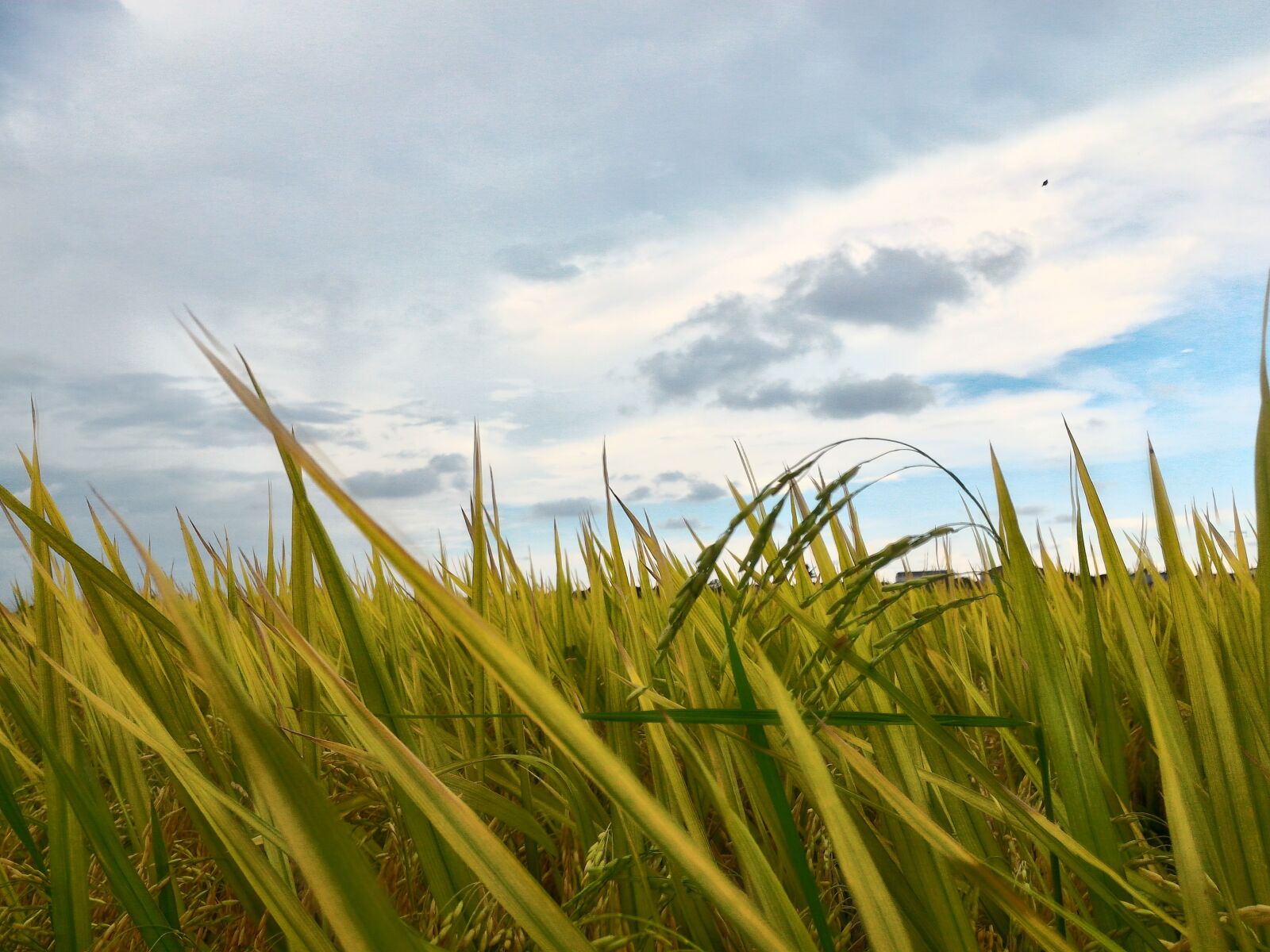 ASUS ZenFone 2 (ZE551ML) sample photo. Paddy field, field, sky photography