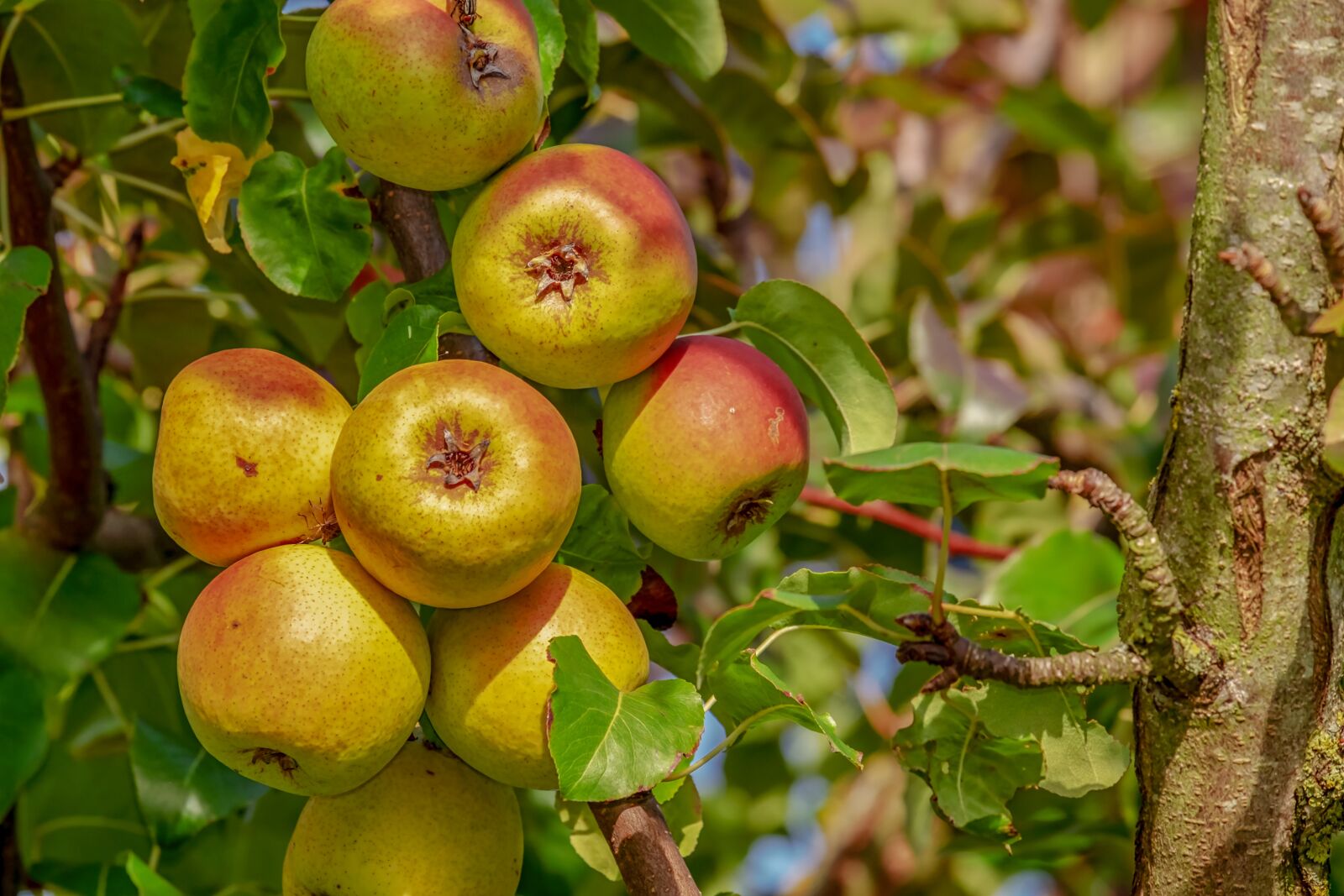 Fujifilm XF 55-200mm F3.5-4.8 R LM OIS sample photo. Apple, fruit, ripe photography