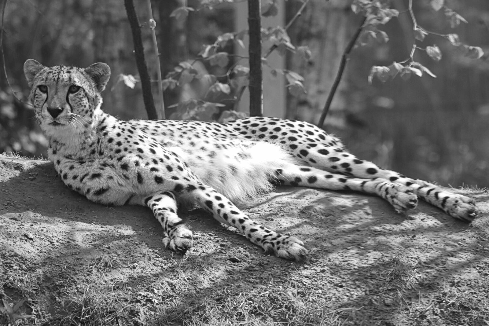 Nikon D7200 sample photo. Leopard, animal, cheetah photography