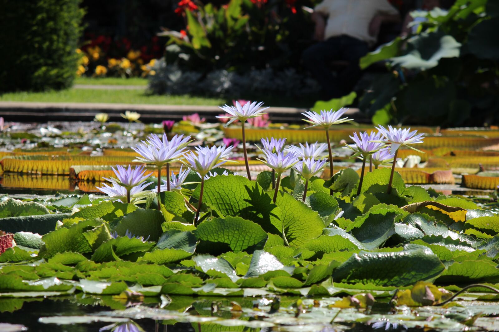 Canon EOS 600D (Rebel EOS T3i / EOS Kiss X5) sample photo. Nature, nuphar lutea, water photography