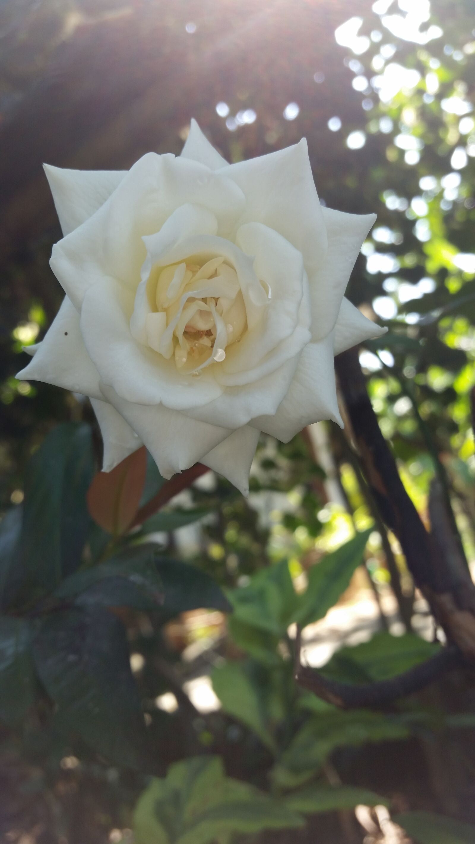Samsung Galaxy S5 sample photo