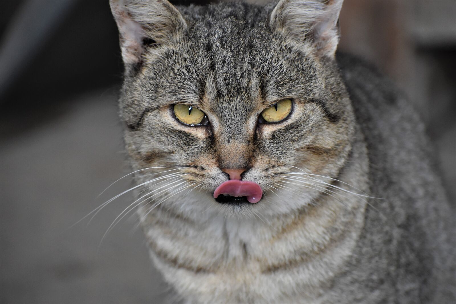 Nikon D3500 sample photo. Cat, tomcat, portrait photography