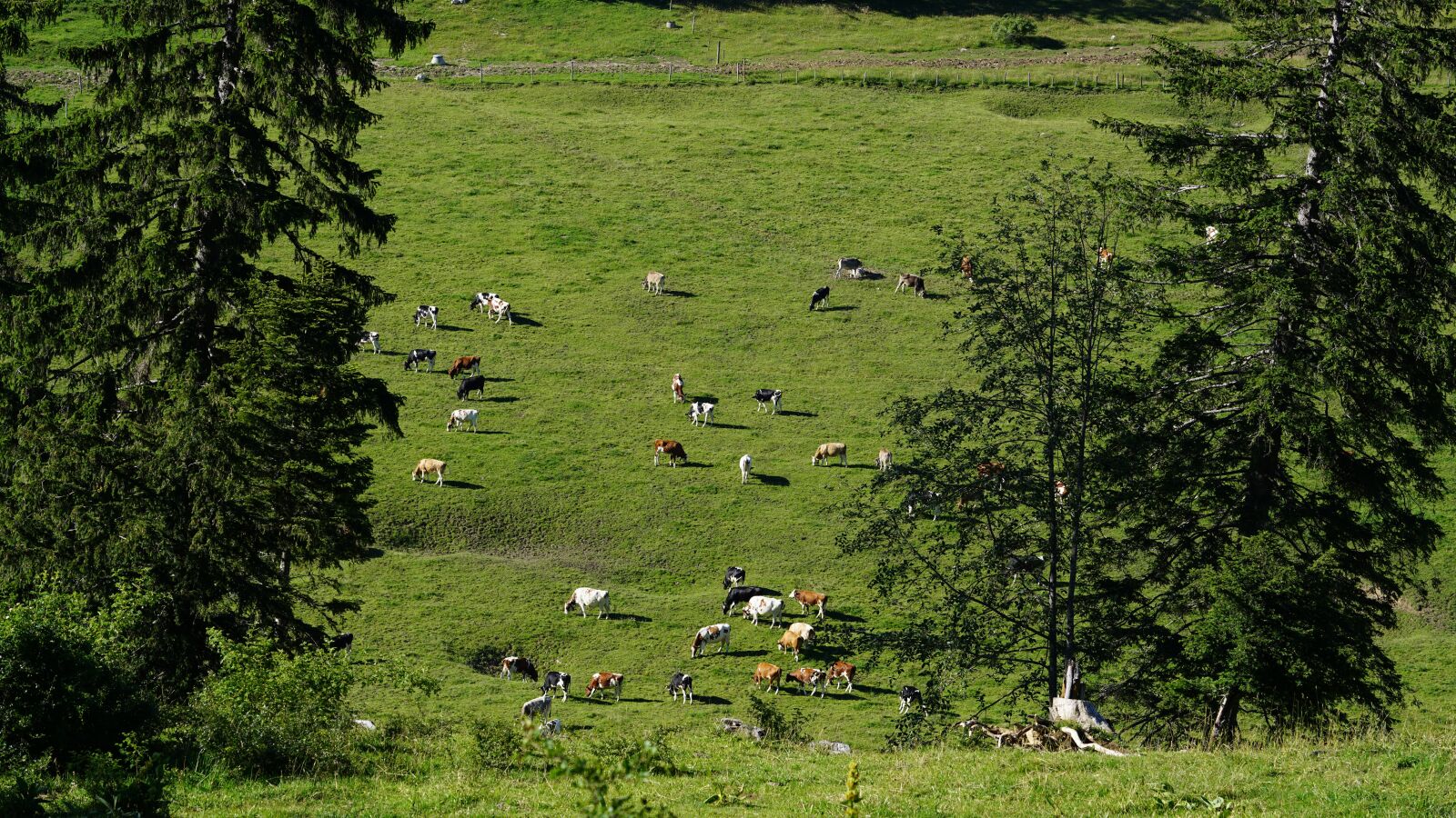 Sony a7R II + Sony FE 90mm F2.8 Macro G OSS sample photo. Pasture, alm, cows photography