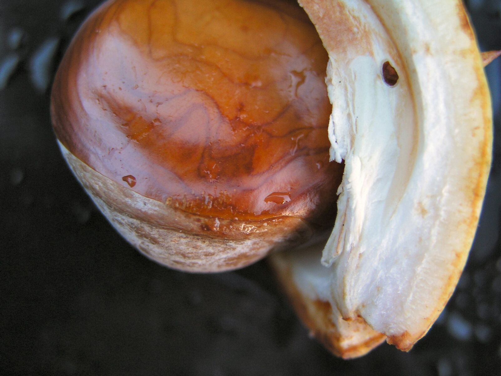 Olympus C5050Z sample photo. Chestnut, nature, seed photography