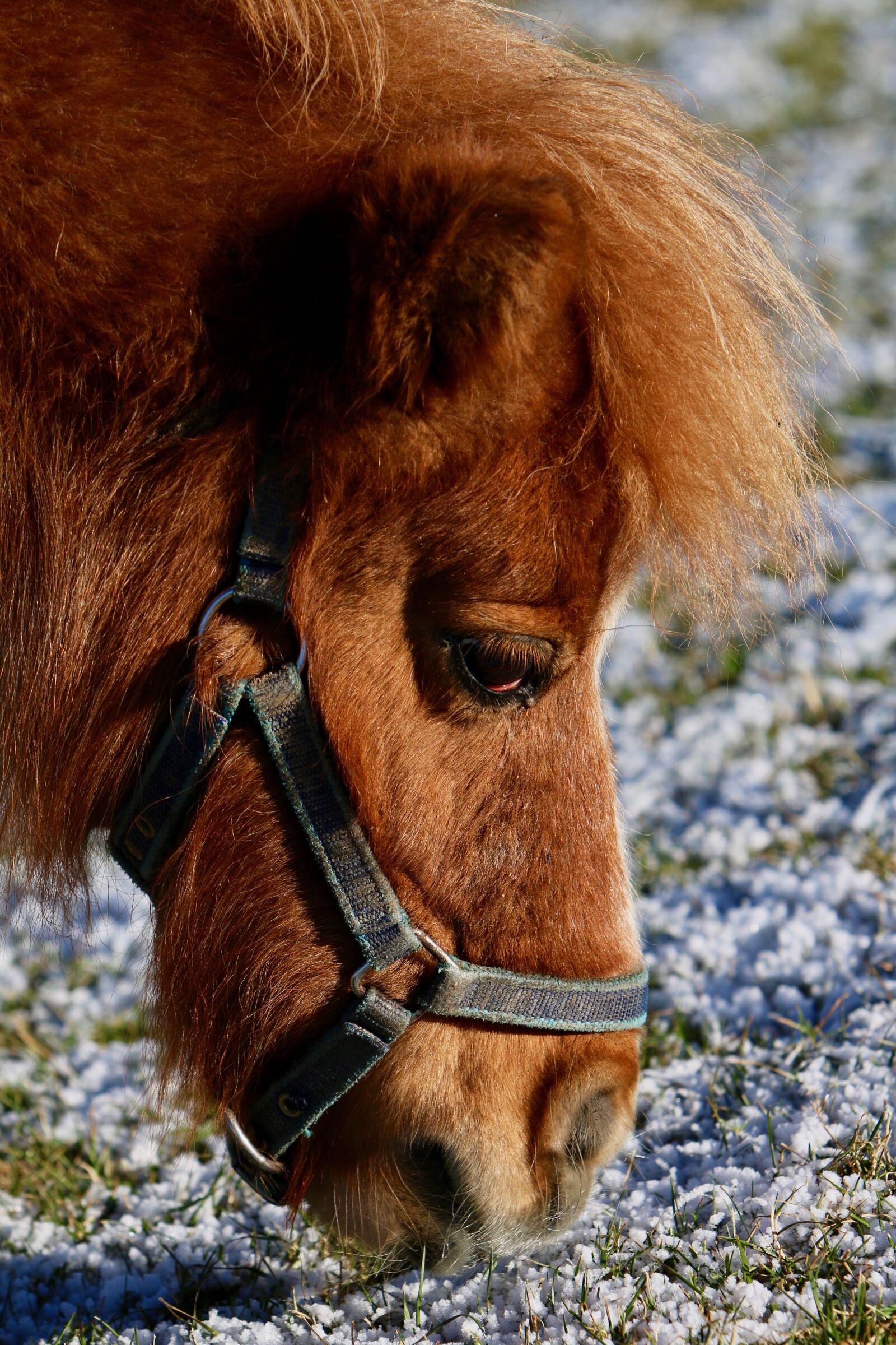 Canon EOS 70D + Canon EF 70-200mm F2.8L IS USM sample photo. Pony, head, pasture photography