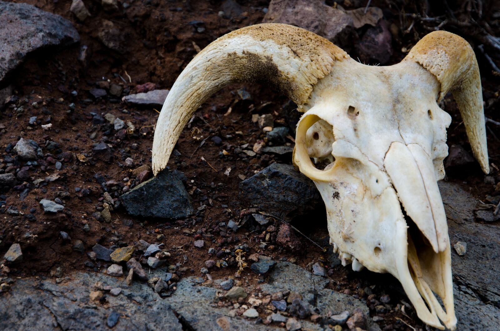 Nikon D7000 sample photo. Animal, showing, skull photography