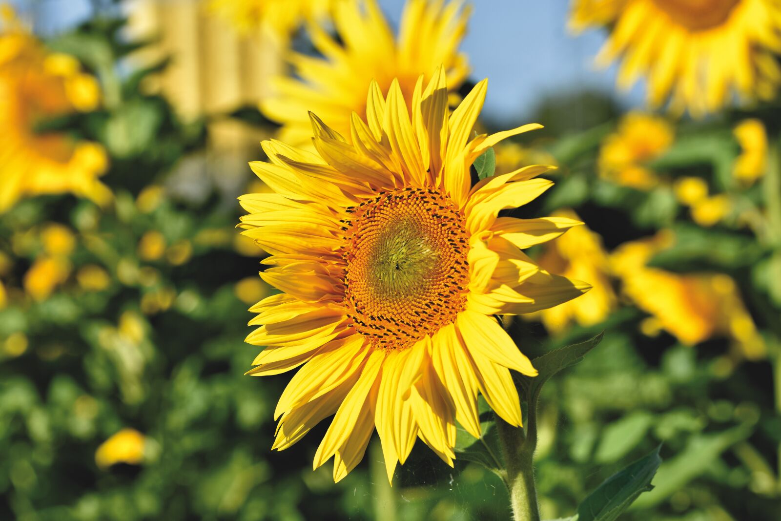 Nikon D7200 sample photo. Sunflower, blossom, bloom photography