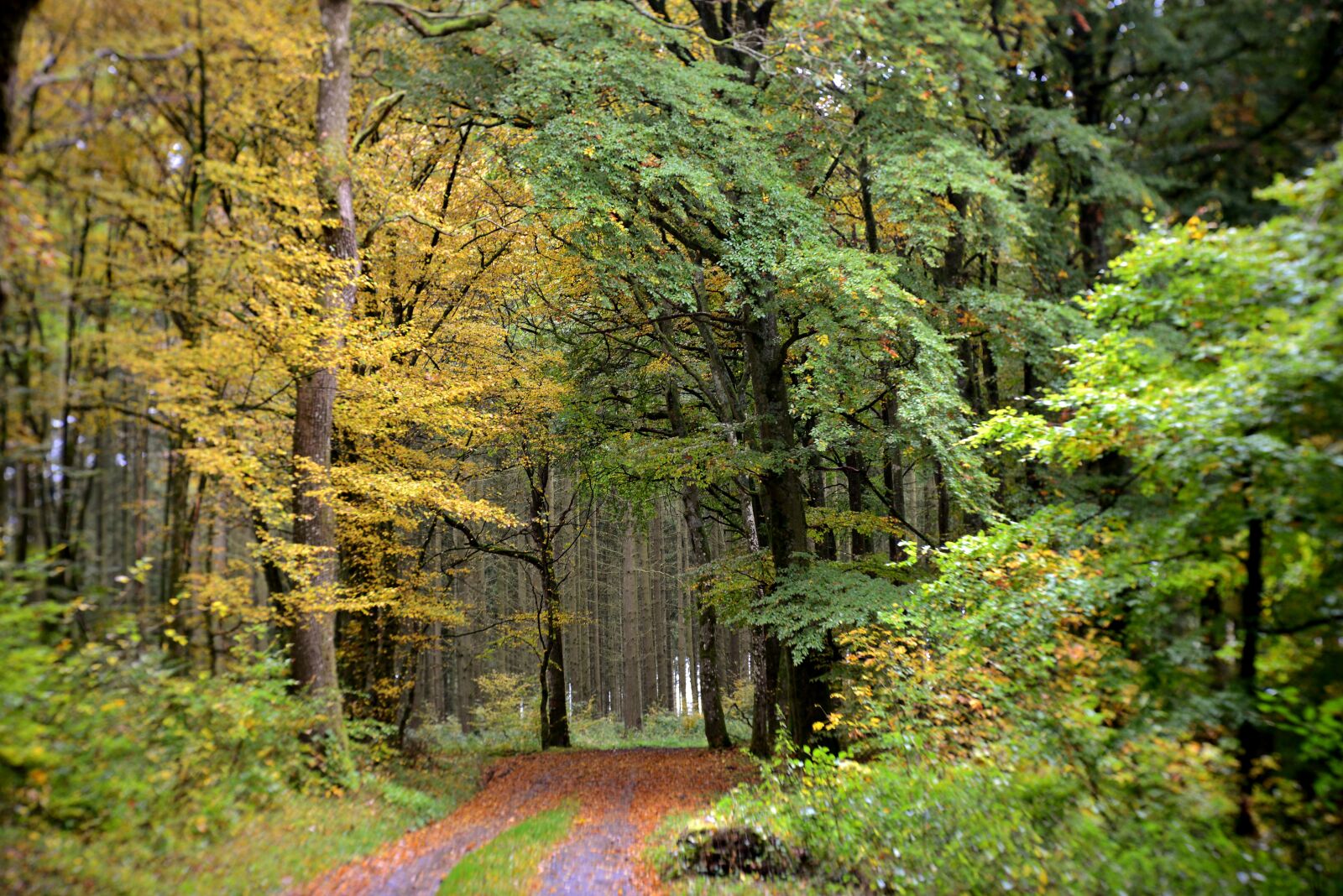 Nikon D600 sample photo. Forest path, autumn, fall photography