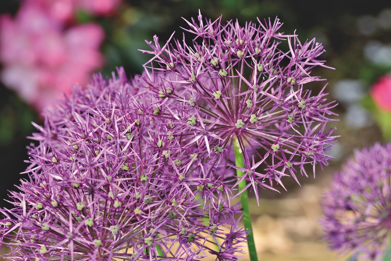 Nikon D7200 sample photo. Ornamental onion, allium, flower photography