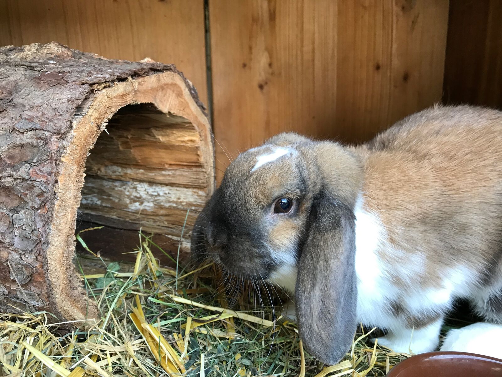 Apple iPhone 7 sample photo. Hare, dwarf bunny, rabbit photography
