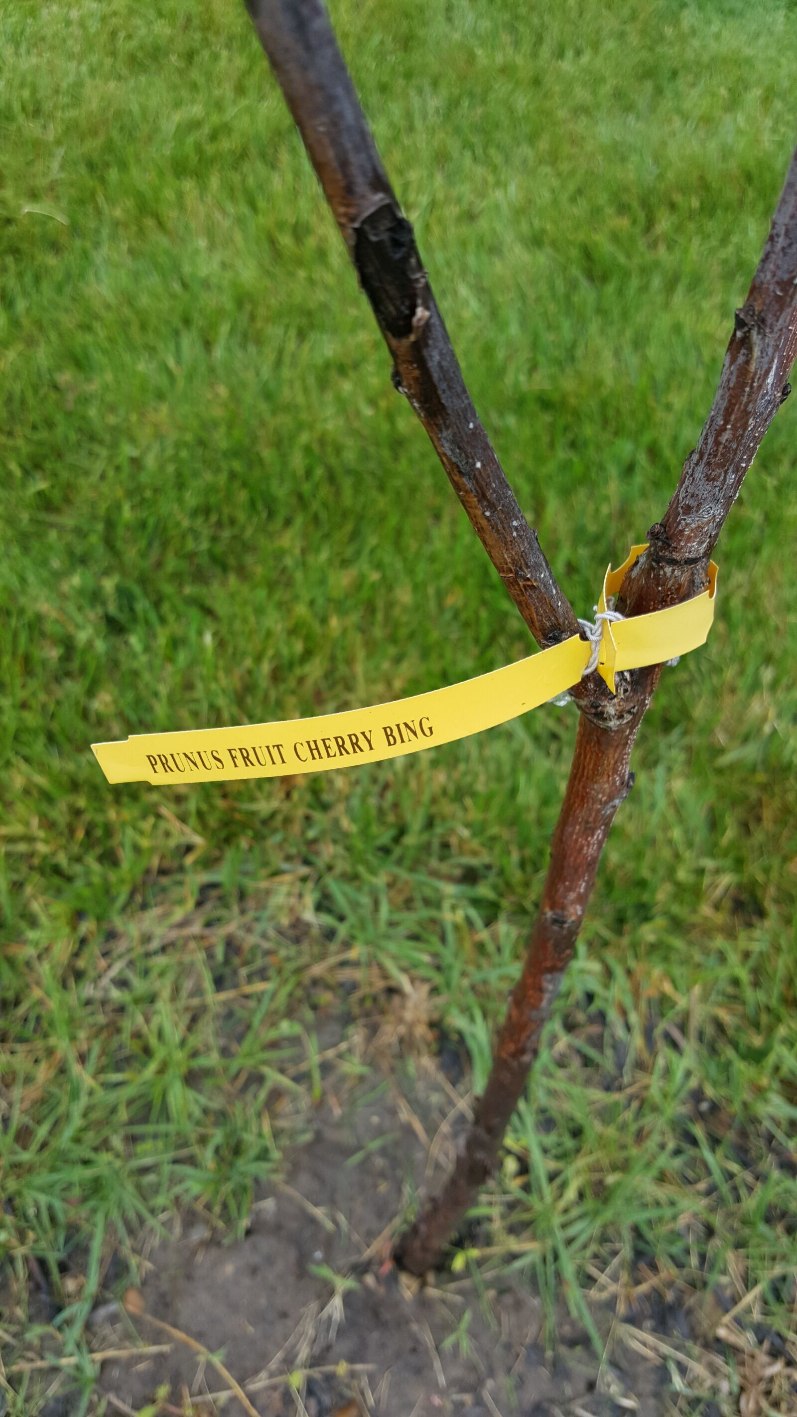 Samsung Galaxy Note5 sample photo. Tree, plant, garden photography