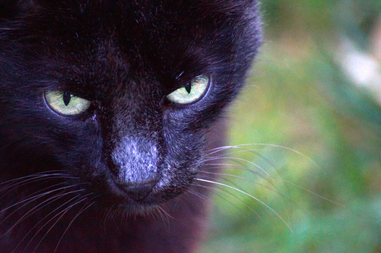 Sony SLT-A58 sample photo. Cat, animal, cat eyes photography