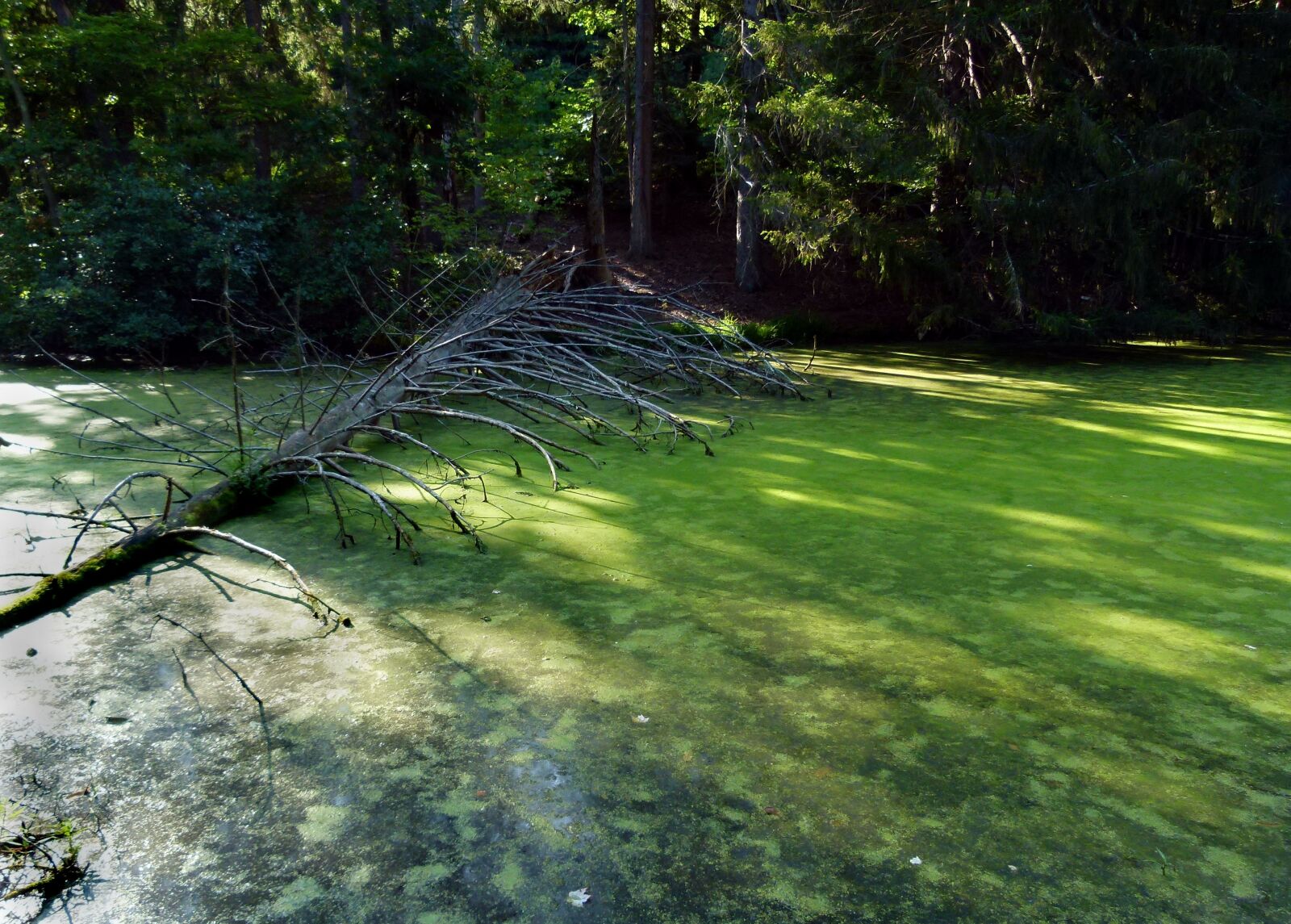 Panasonic Lumix DMC-FZ100 sample photo. Duckweed, pond, green photography