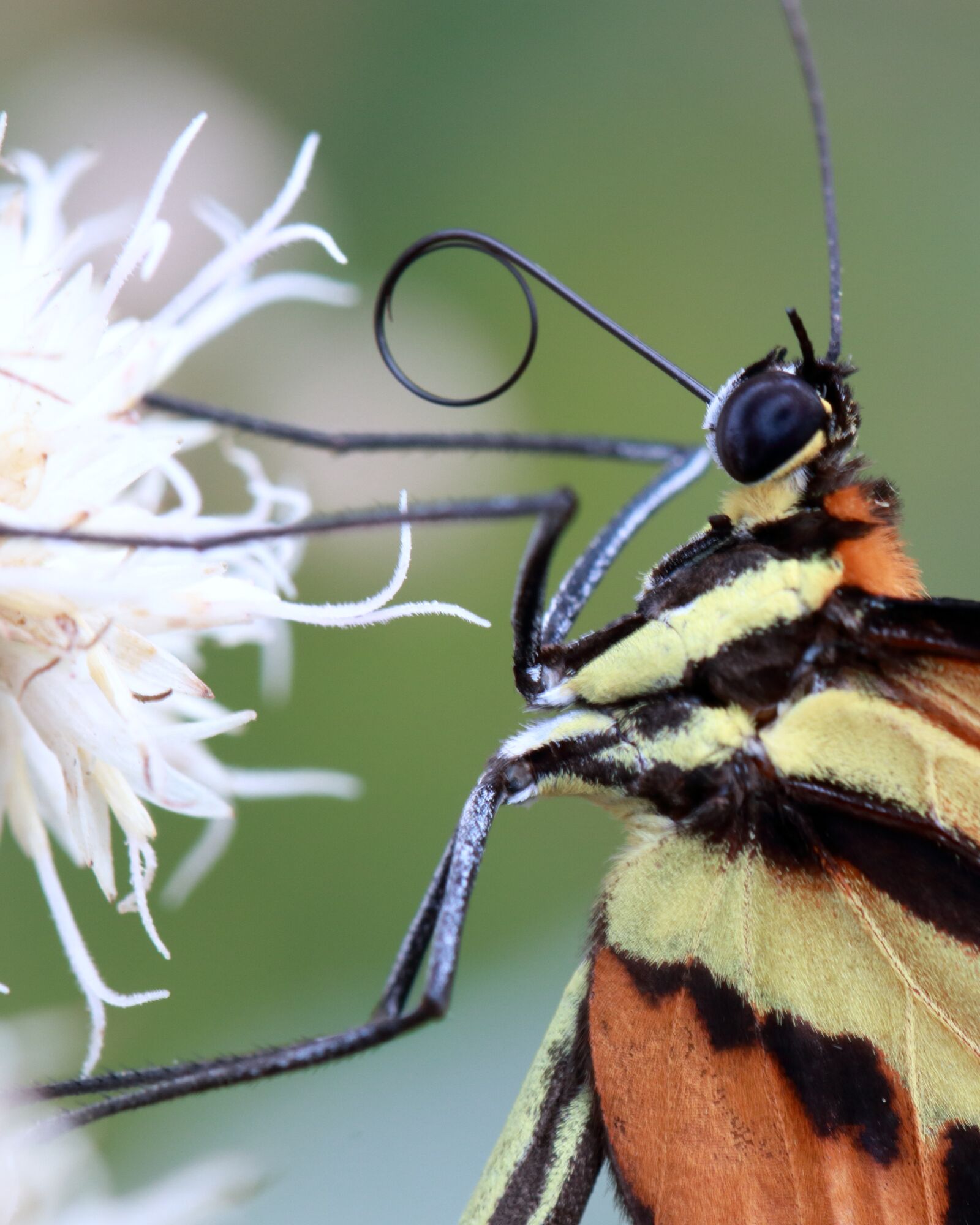 Canon EF 100mm F2.8L Macro IS USM sample photo. Butterfly, macro, brightness photography