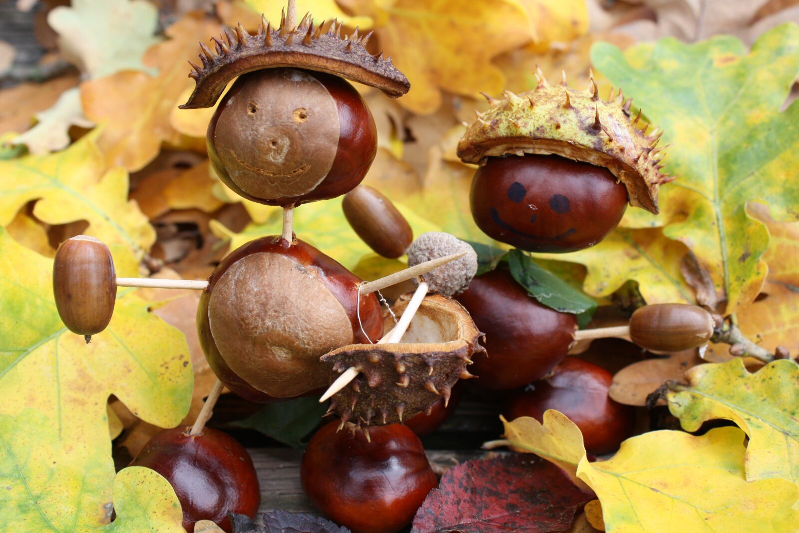 Canon EOS 450D (EOS Rebel XSi / EOS Kiss X2) sample photo. Chestnut, tinker, autumn photography