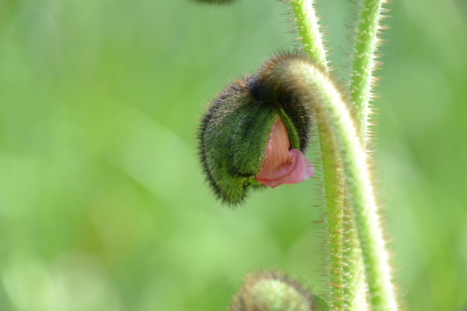 Nikon D3100 sample photo. Poppy capsule, half open photography