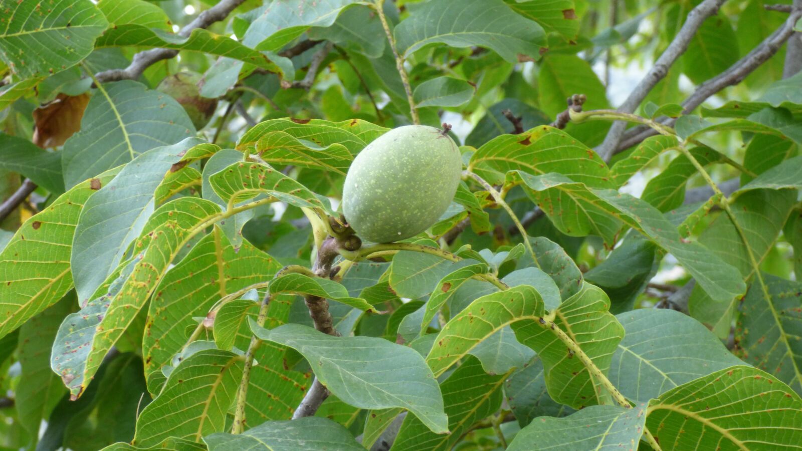 Panasonic DMC-FZ72 sample photo. Walnut, tree, fruit photography