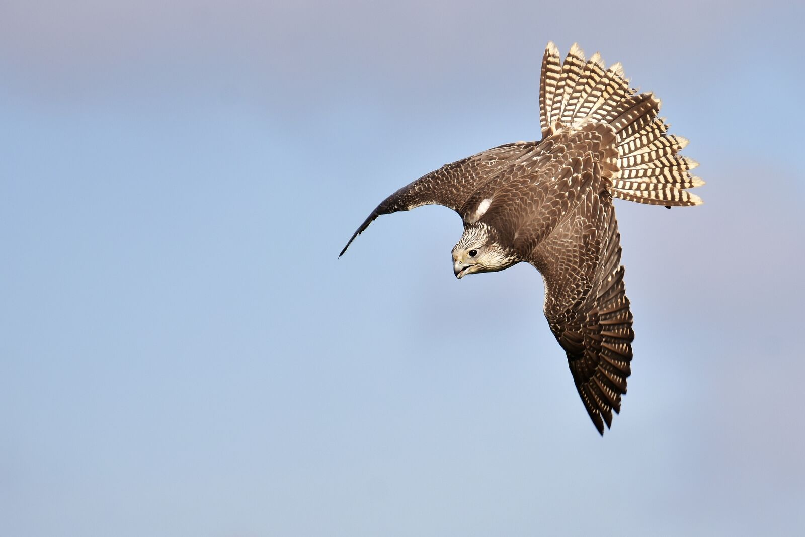 Nikon D7200 sample photo. Falcon, bird of prey photography