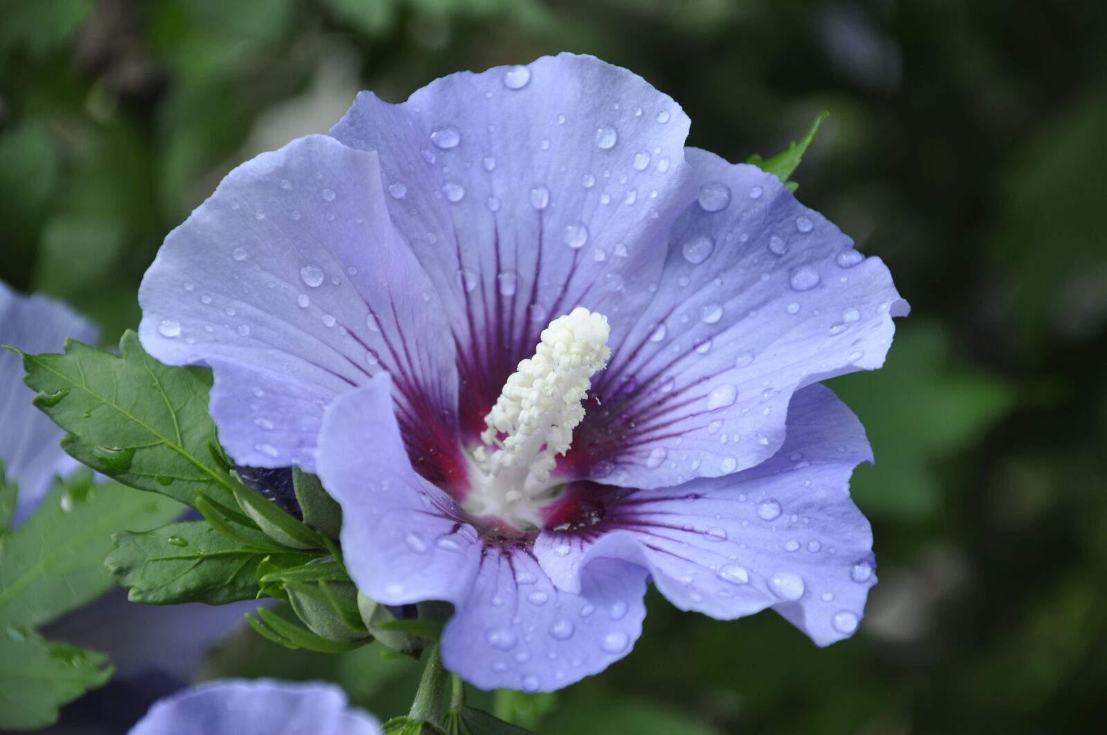 Nikon D90 sample photo. Hibiscus, purple, flower photography