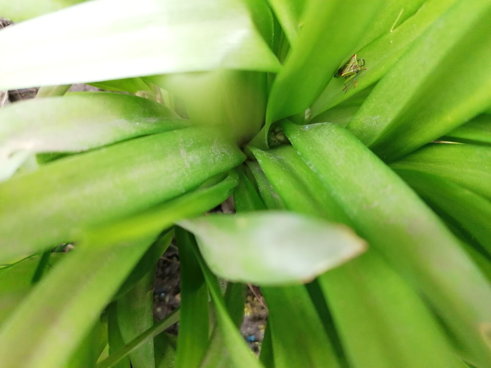 HUAWEI P30 LITE sample photo. Chinch, spring, green photography