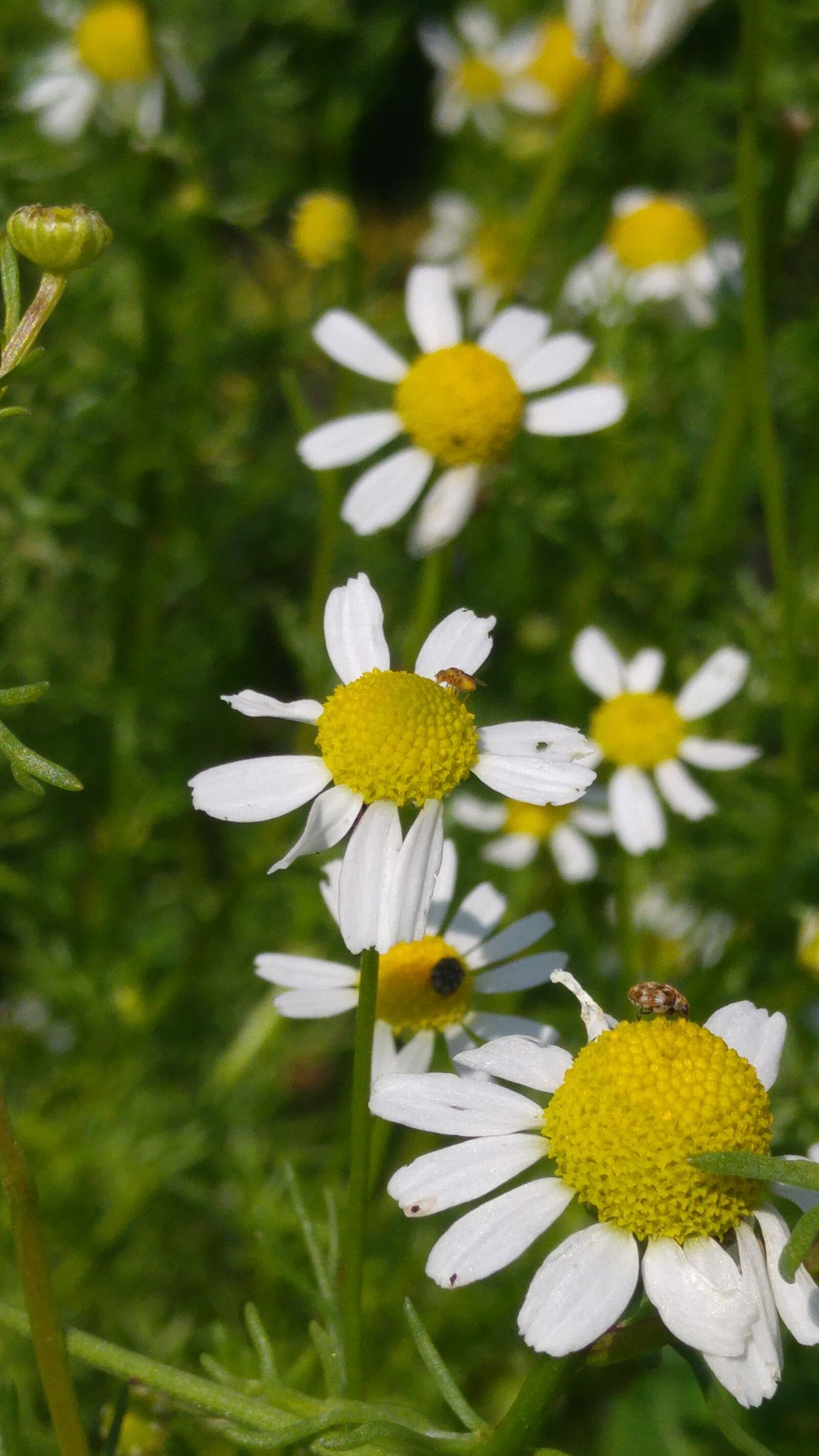 LG G4 sample photo. Chamomile, flower, medicinal herb photography
