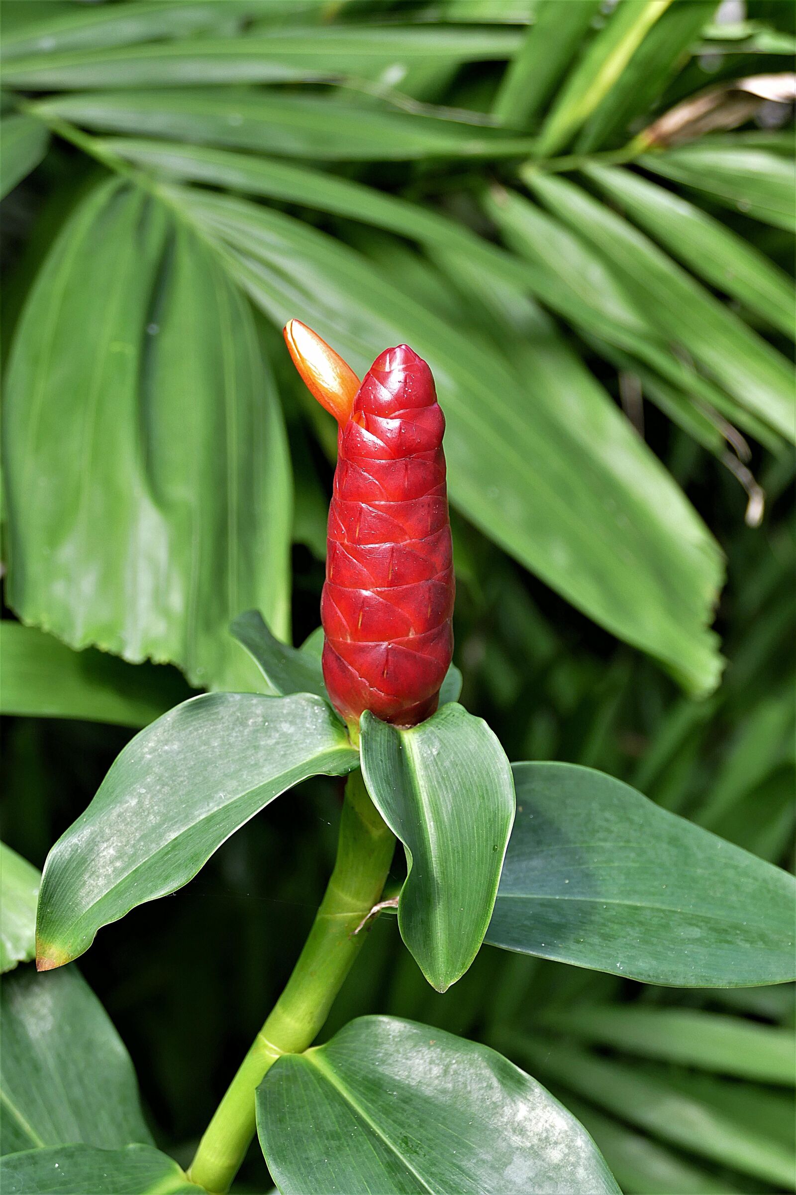 Panasonic Lumix DMC-FZ1000 sample photo. Ginger plant, thai, ginger photography