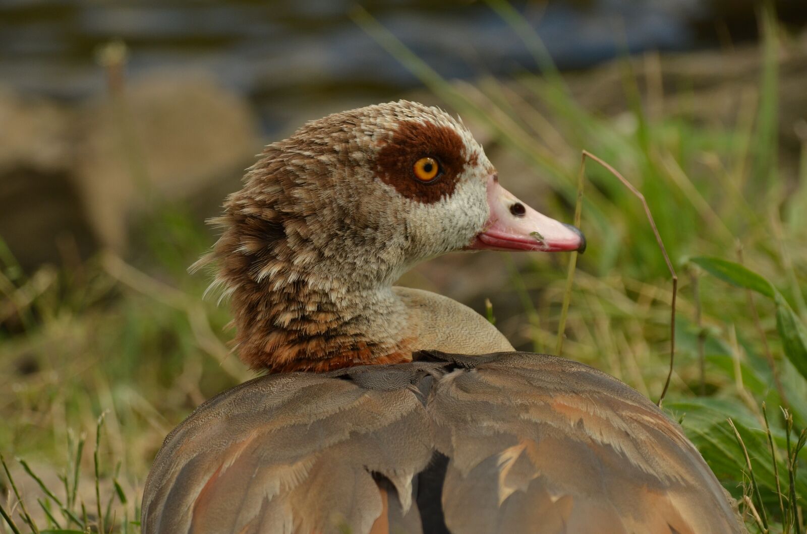 Nikon D7000 sample photo. Goose, nile goose, bird photography