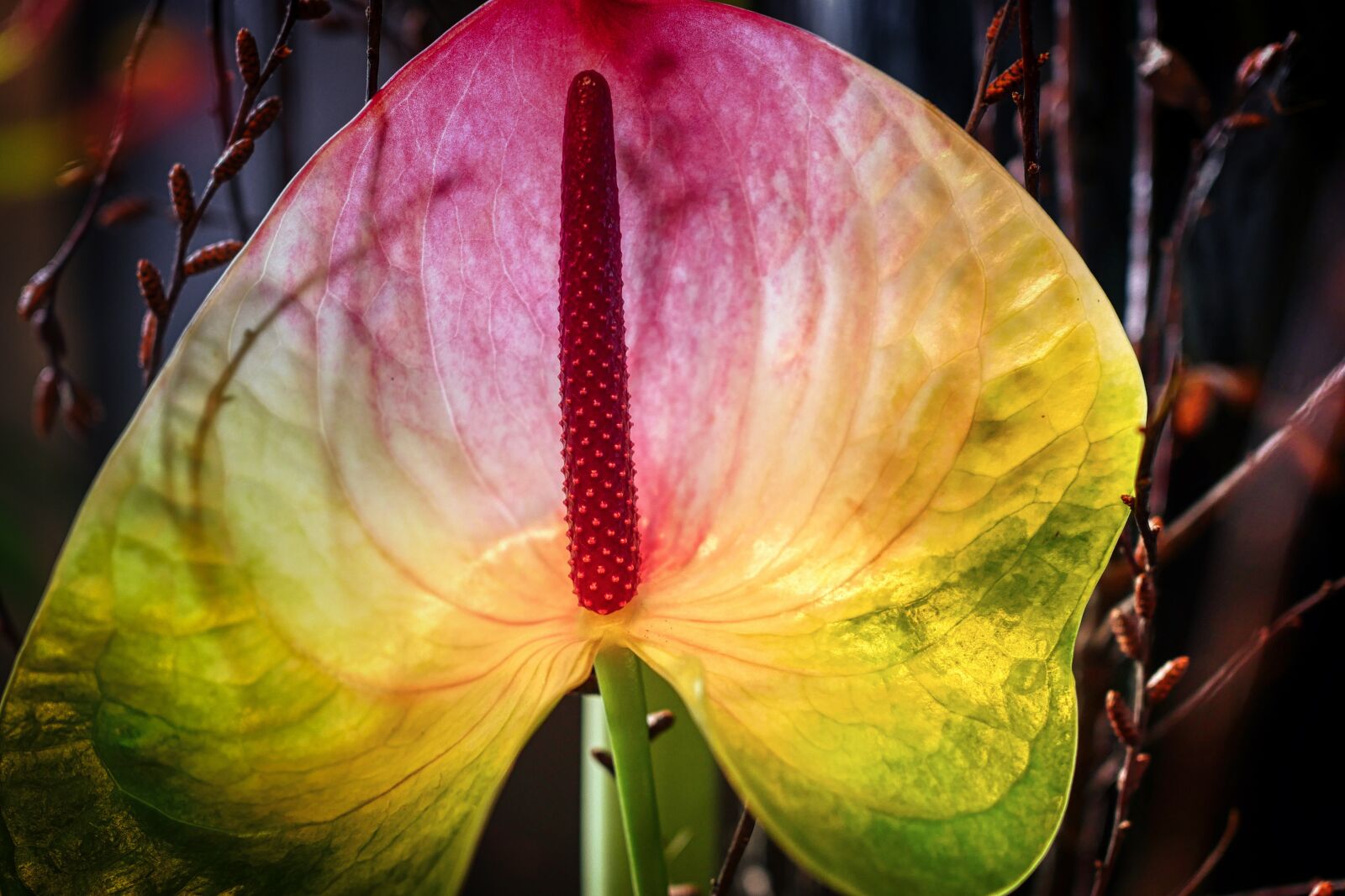 Panasonic Lumix DMC-GX8 sample photo. Leaf, petal, flower photography