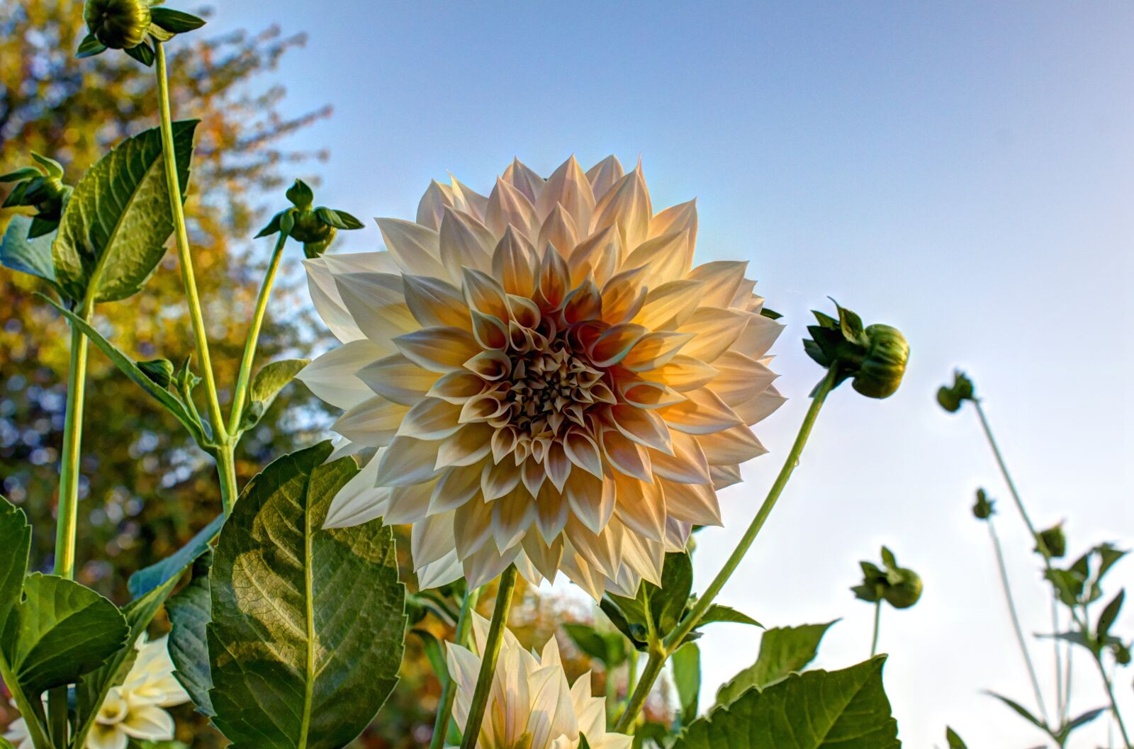 Canon EOS 500D (EOS Rebel T1i / EOS Kiss X3) sample photo. Autumn, flower, blossom photography