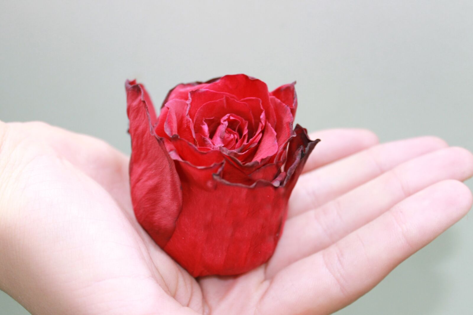 Canon EOS 1100D (EOS Rebel T3 / EOS Kiss X50) sample photo. Rose petals, roses, withered photography