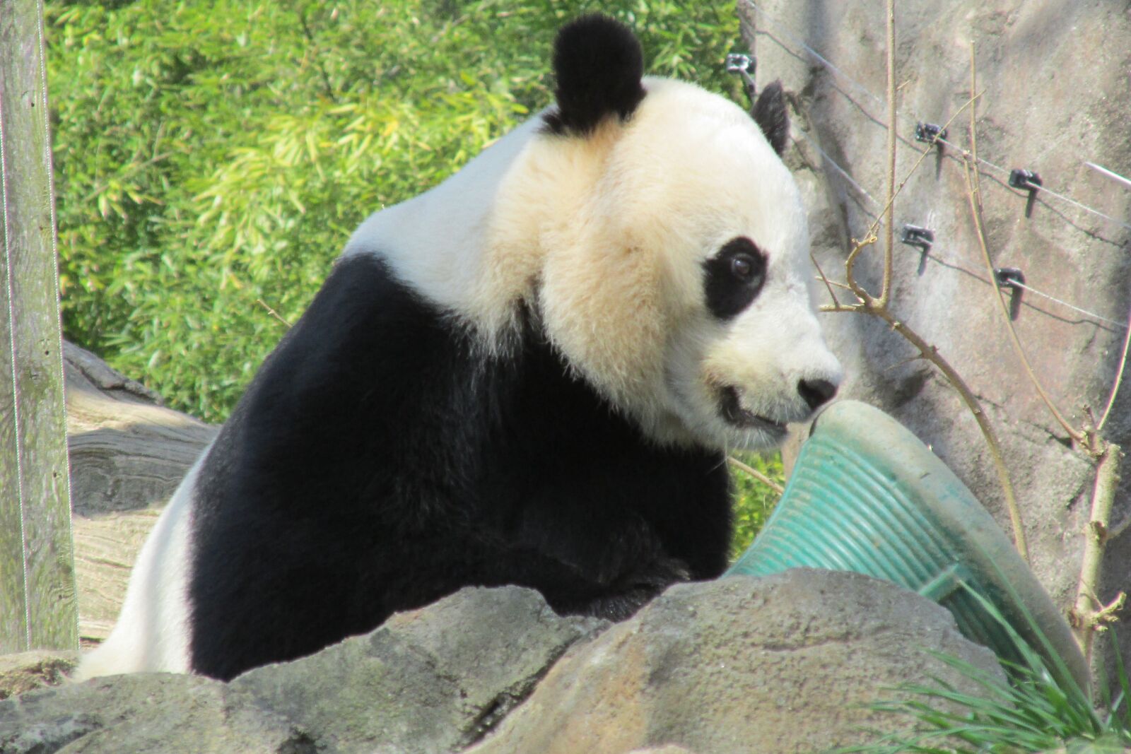Canon PowerShot SX160 IS sample photo. Panda, bear, mammal photography